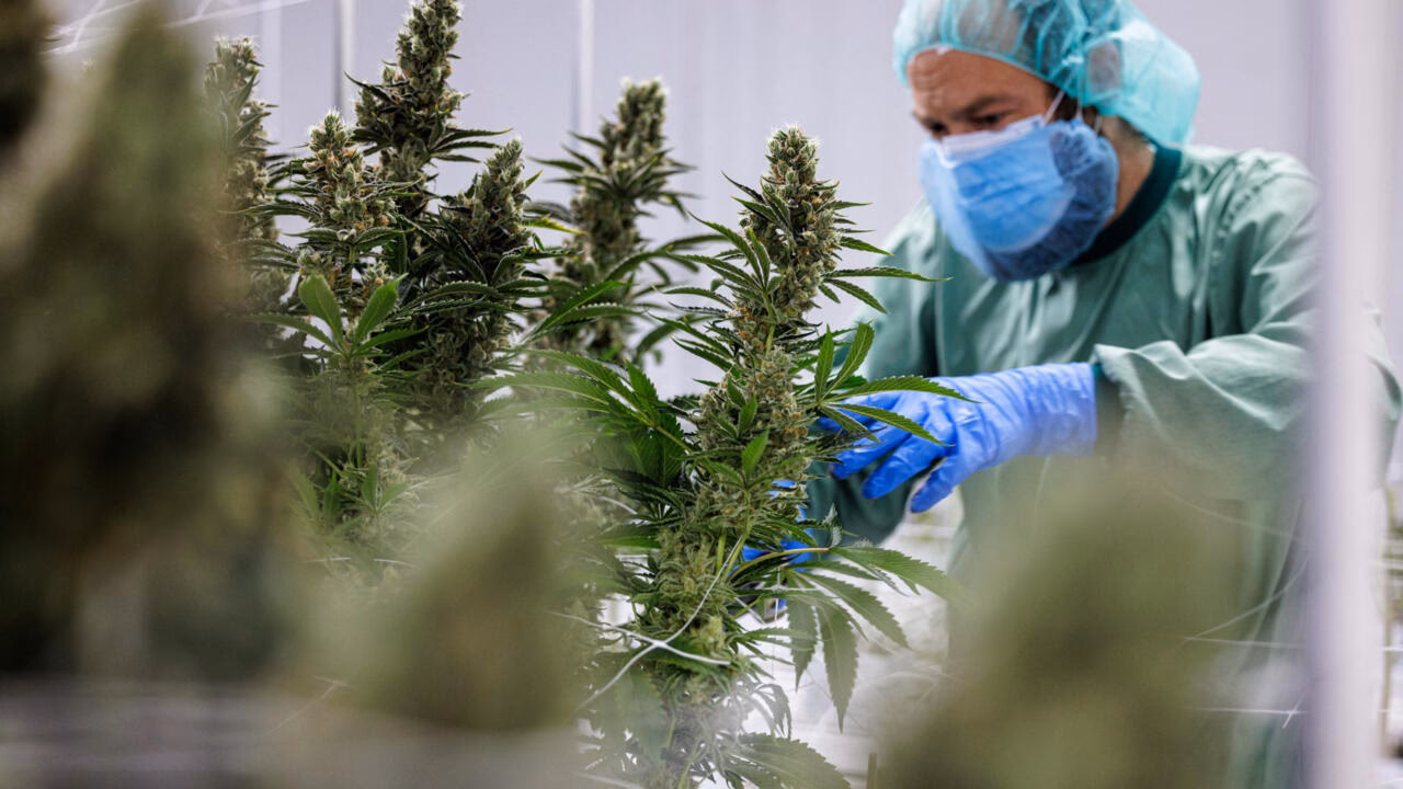 What services do medical cannabis companies offer?