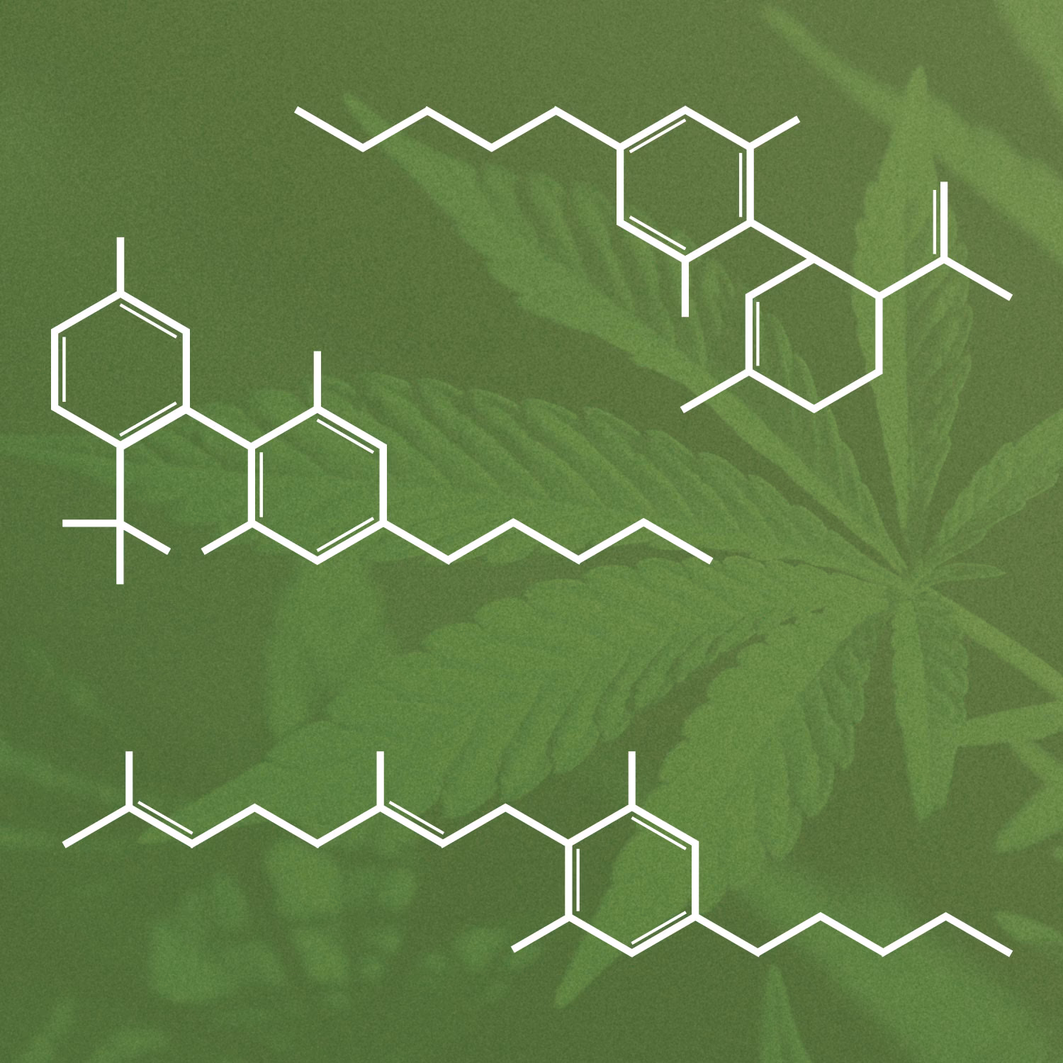 What is the endocannabinoid system?