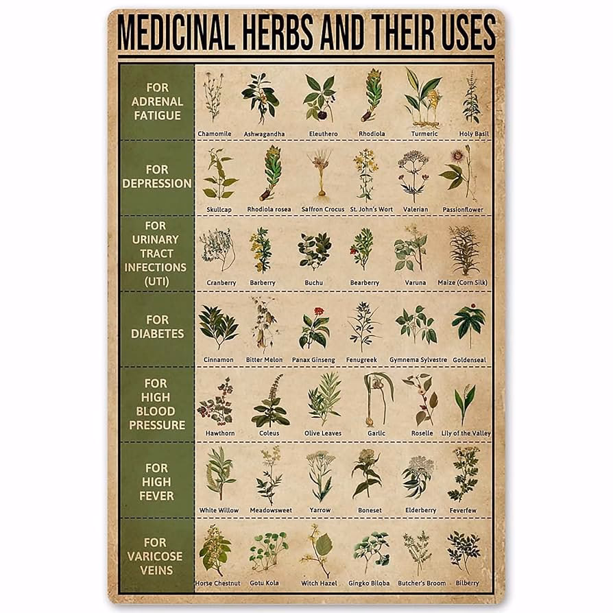 Why is herbal medicine important?