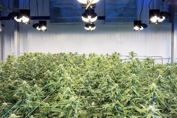 Can you get an internship in the weed industry?