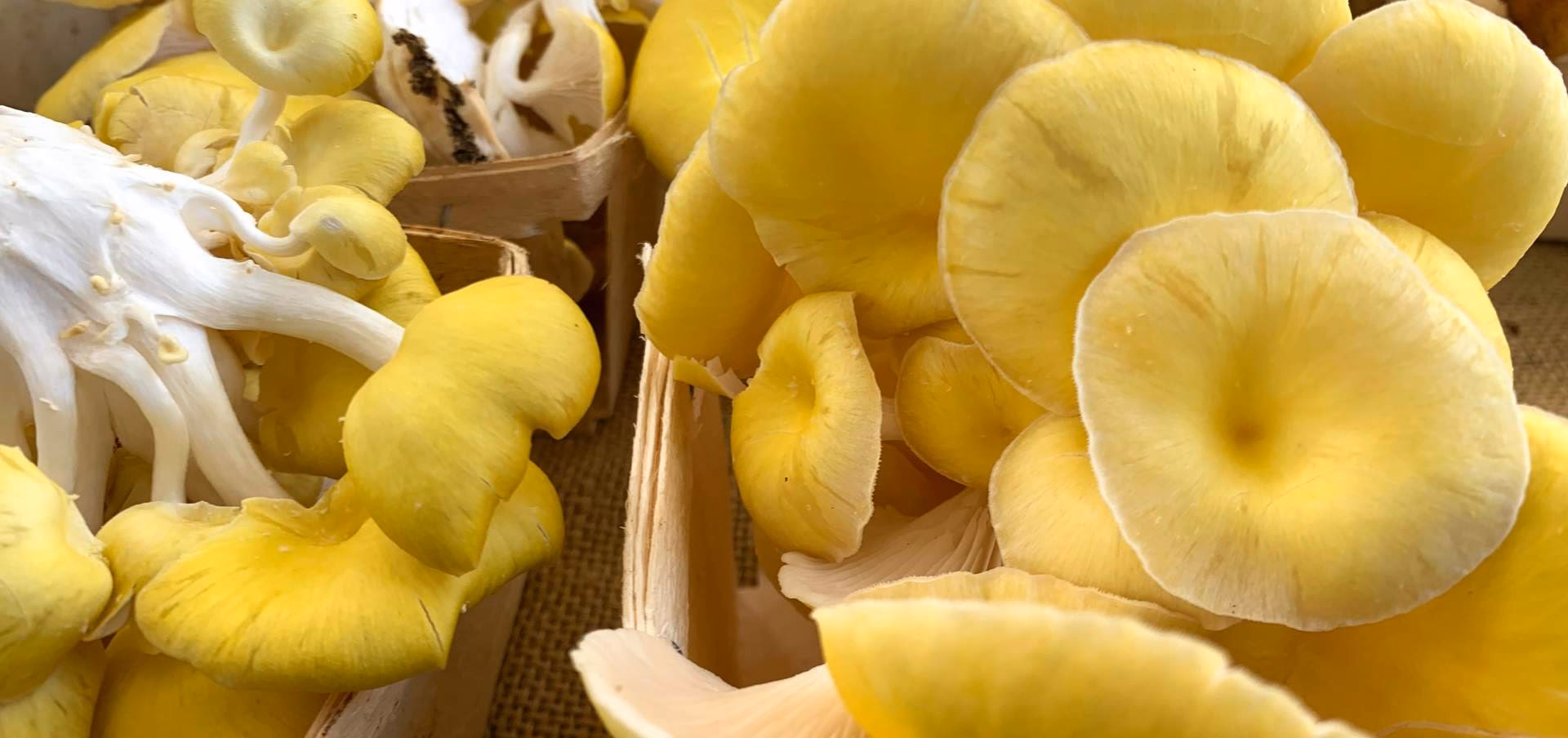 Where can I find edible mushrooms on the Oregon Coast?