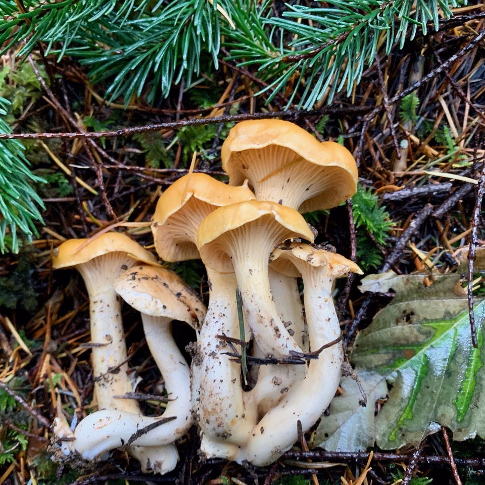 Where can I find edible mushrooms on the Oregon Coast?