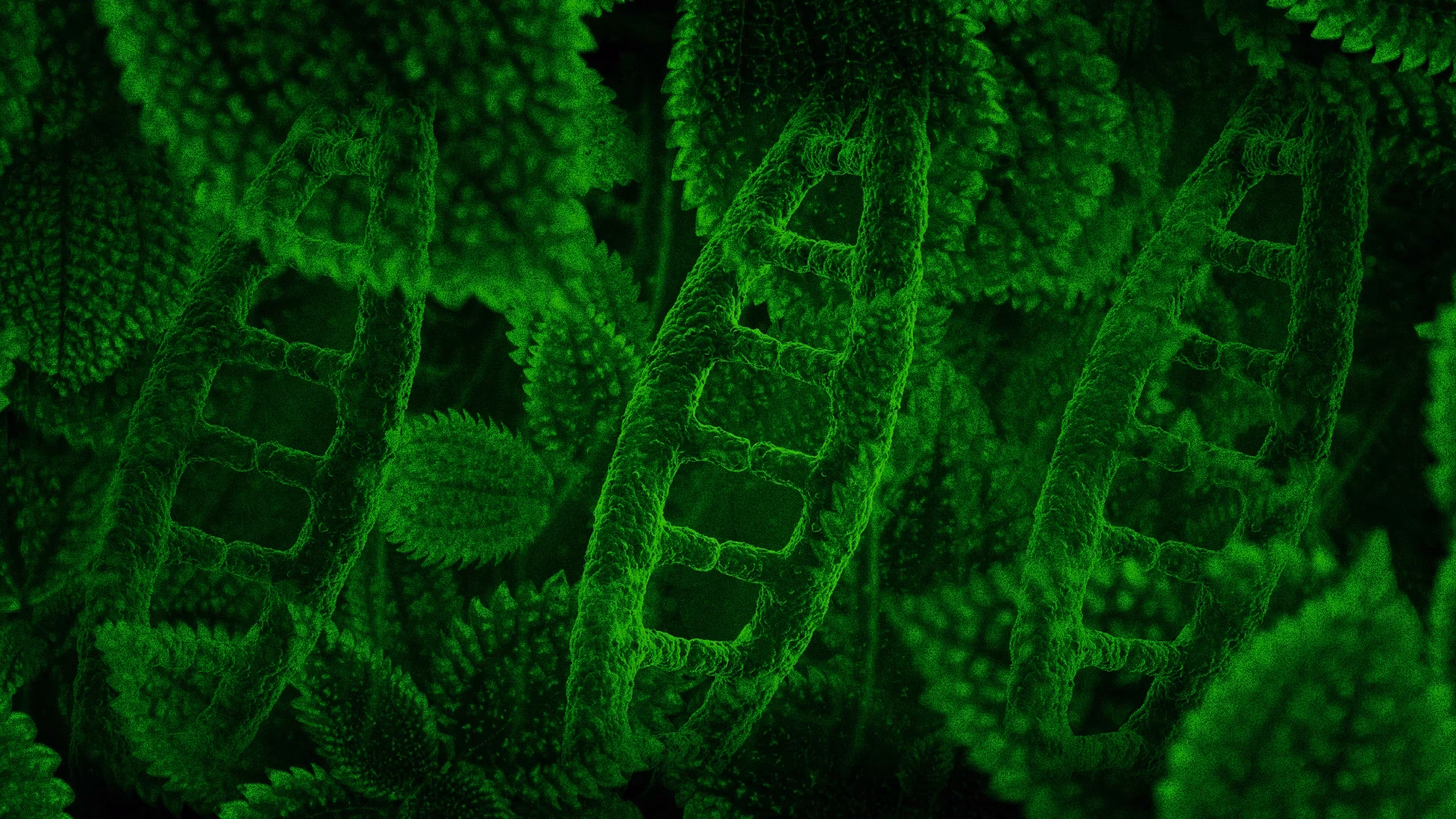 What is a medicinal plant?