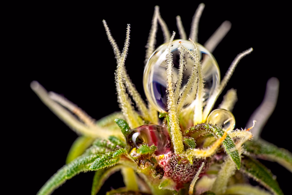 Are medicinal plants good for You?