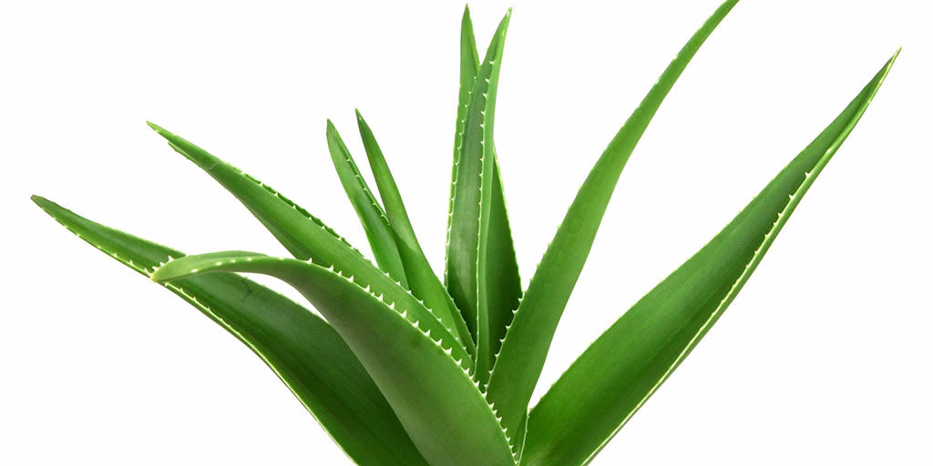 Is aloe vera a good ointment?