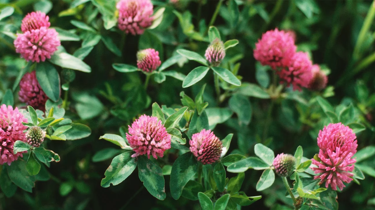 Is red clover good for women?