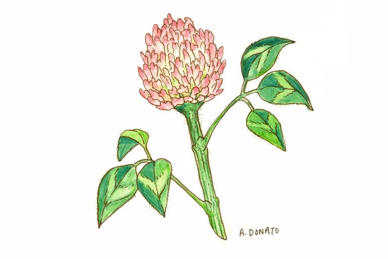 Is red clover good for women?