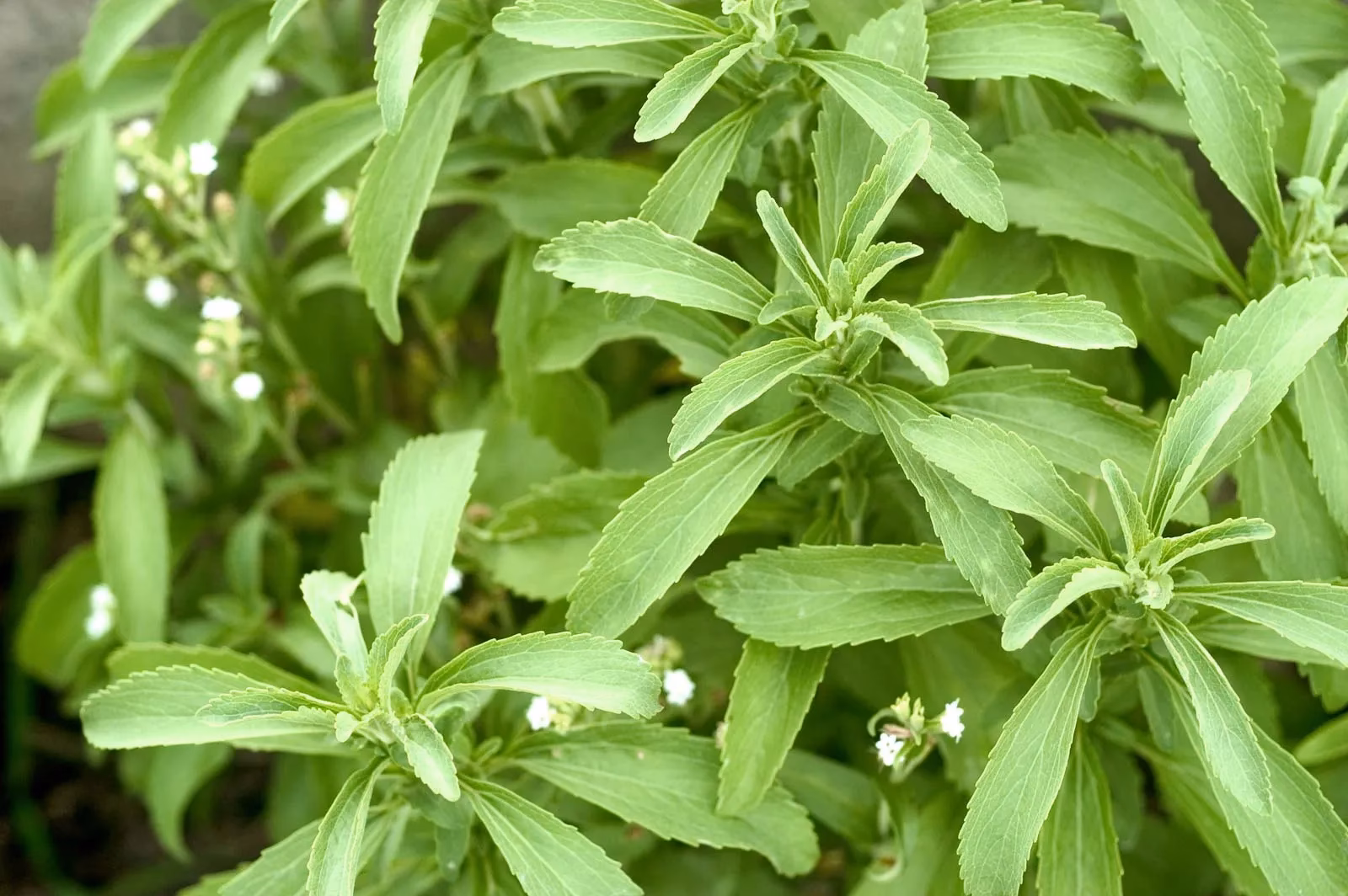Is stevia a healthy sweetener?