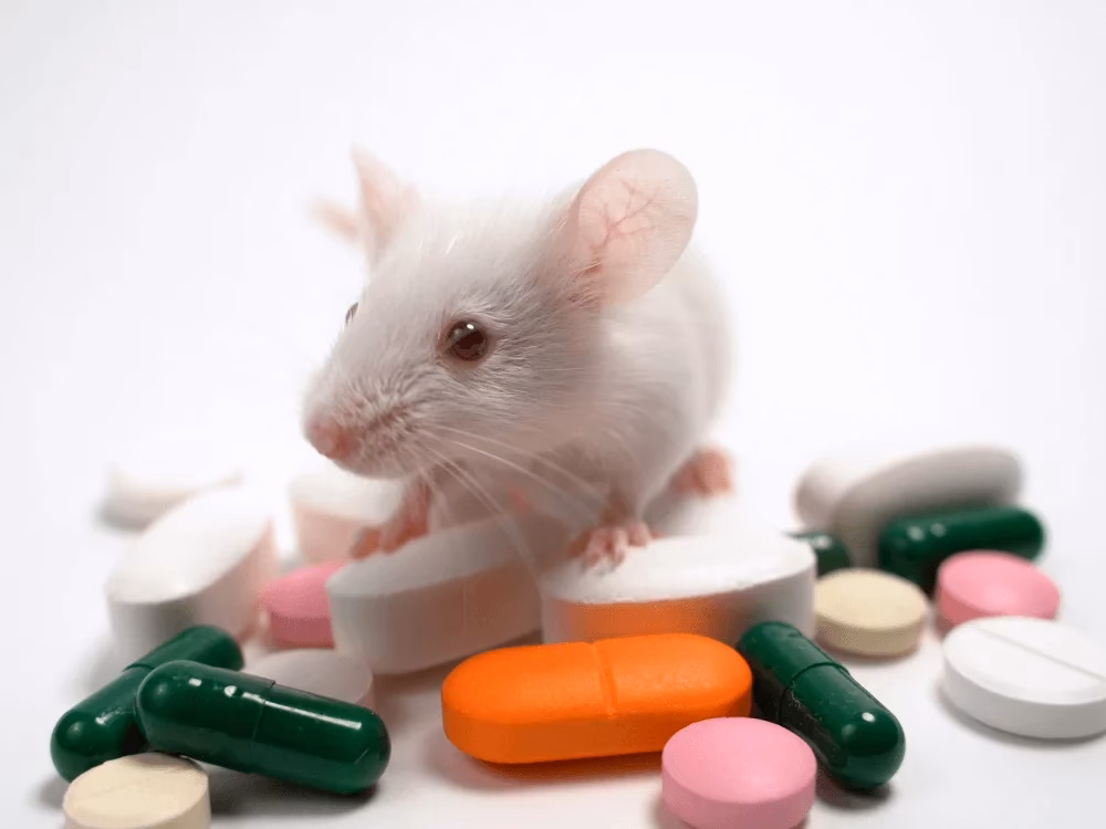What are the 3Rs of animal testing?