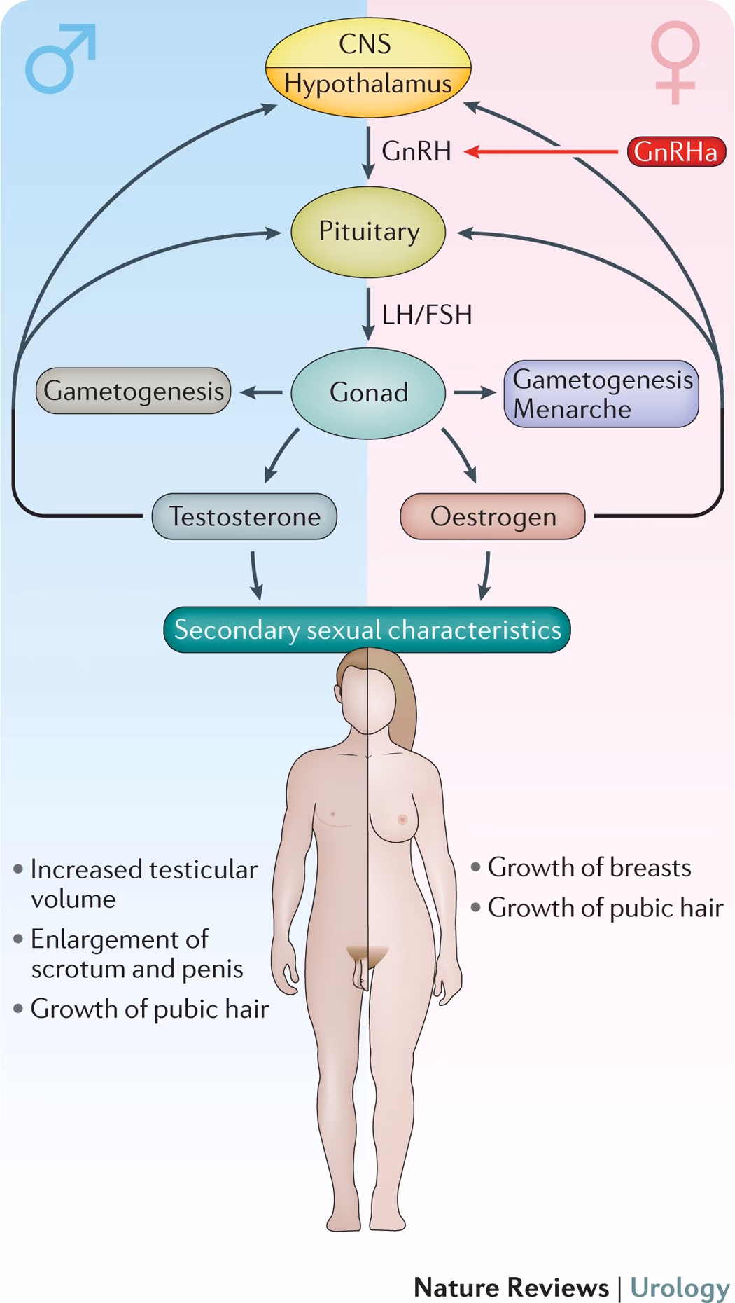 Does gender affirming medical care reduce gender dysphoria?
