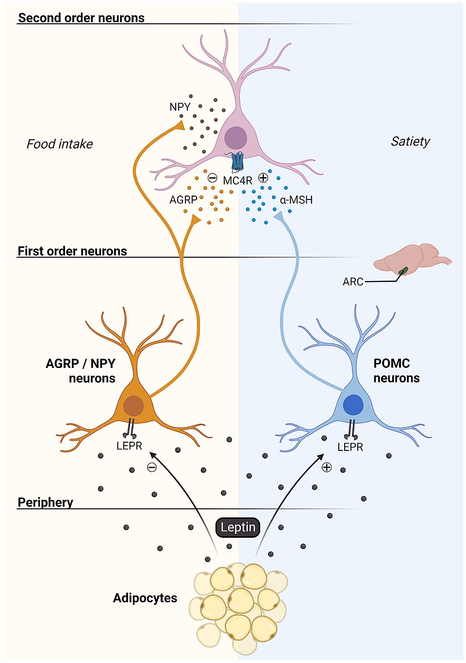 What is a melanocortin receptor?