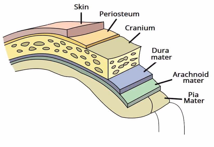 How rare is fungal meningitis?