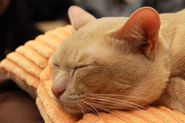What is the prognosis of meningitis in cats?