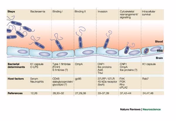 Do infectious diseases improve treatment for bacterial meningitis?