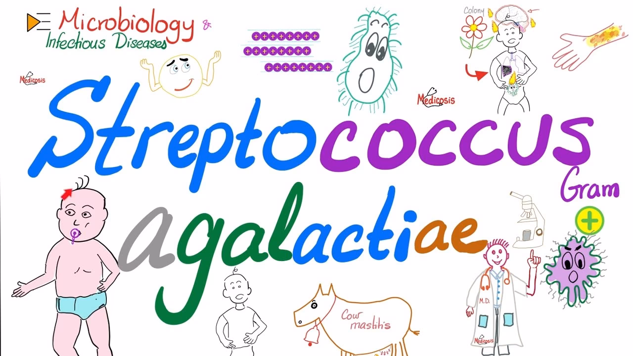 Does Streptococcus agalactiae cause bacterial meningitis?