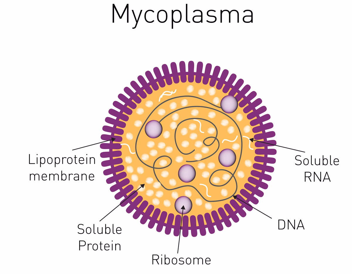 What antibiotics treat mycoplasma contaminated cell cultures?