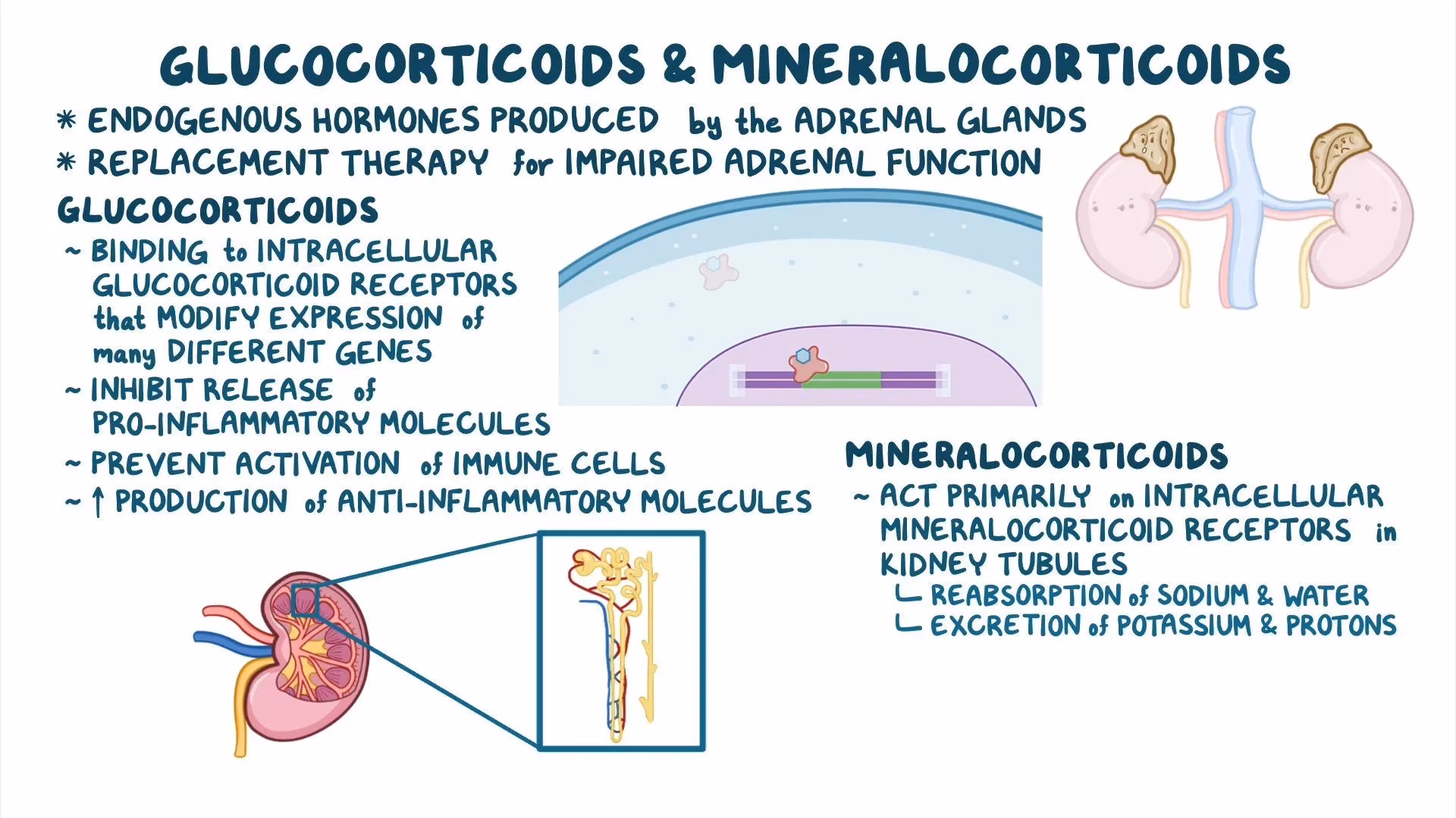 Do mineralocorticoids work?