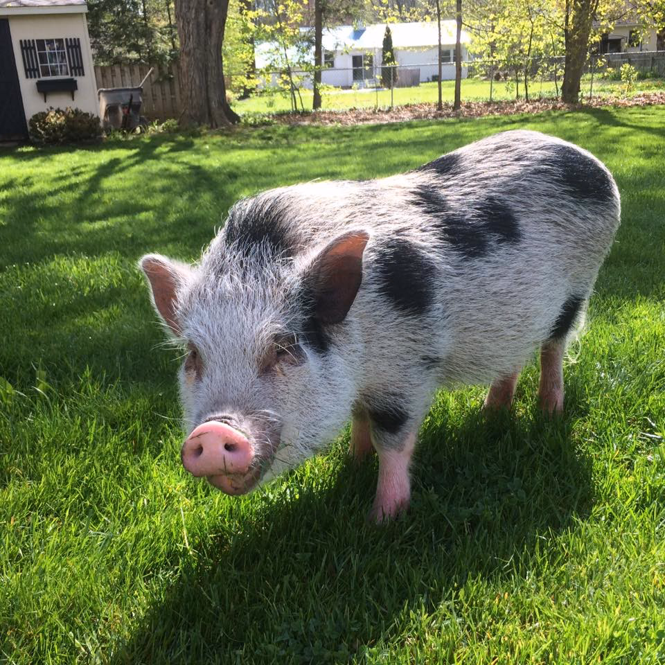 What if my pig has a hay allergy?