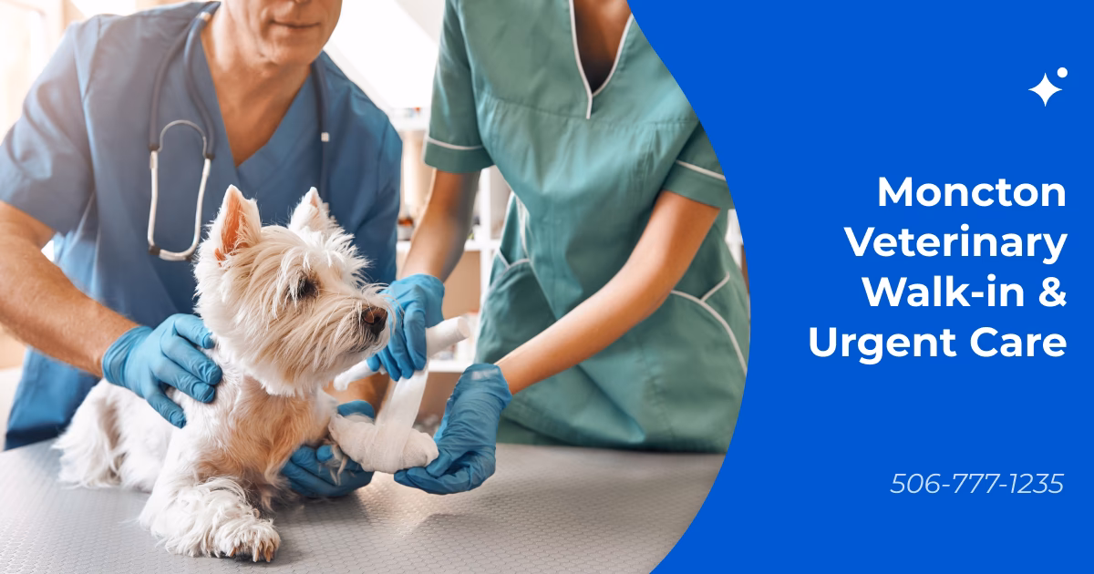 Who is the best vet at Moncton animal hospital?