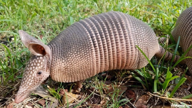 How does armadillo queue operations?