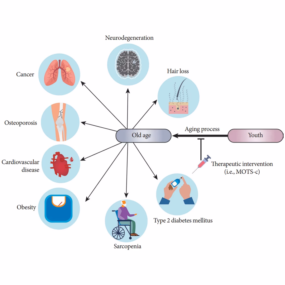 What are the effects of MOTS-C on endocrine and nuclear transcriptional regulation?