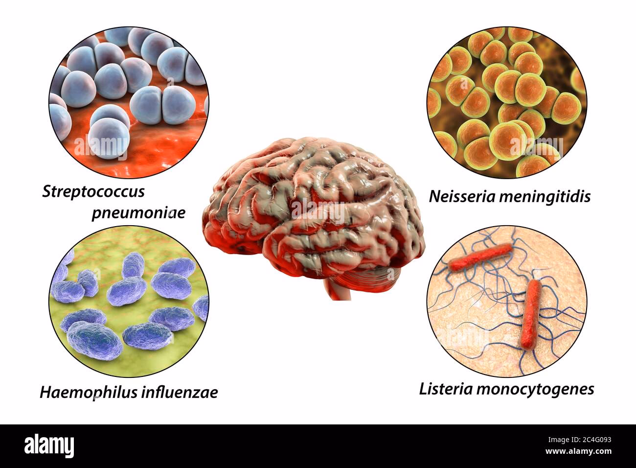 What antibiotics are used to treat H influenzae meningitis?