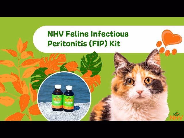 What are the best natural remedies for FIP?
