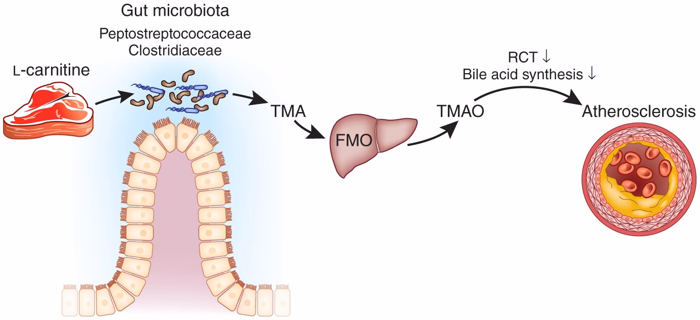 How is carnitine metabolized to TMAO?