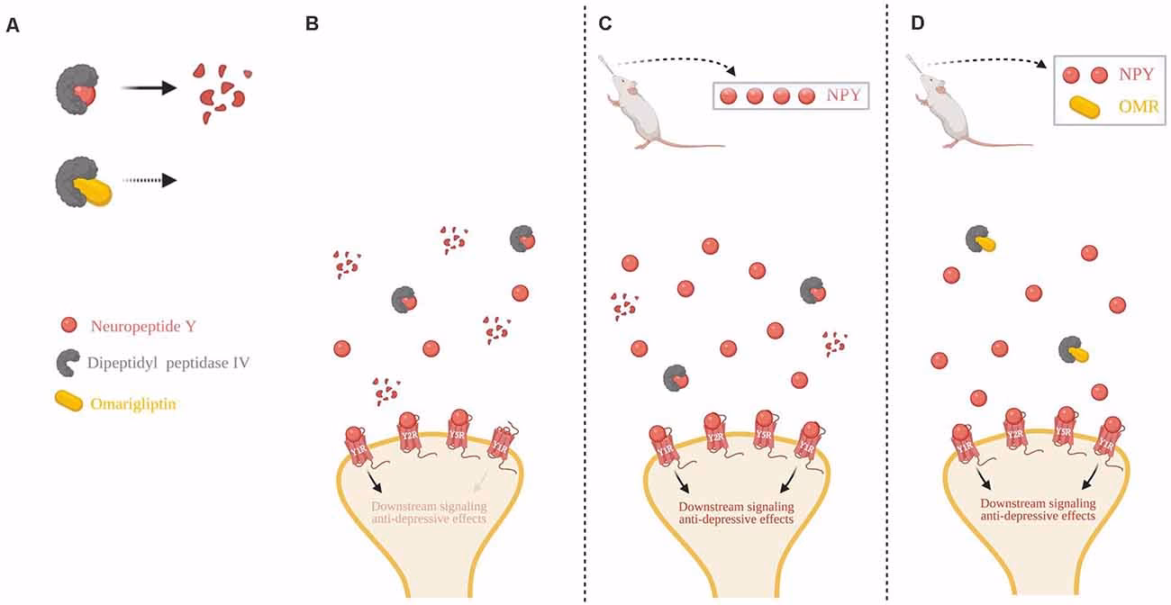 Are neuropeptides a risk factor for anxiety disorder?