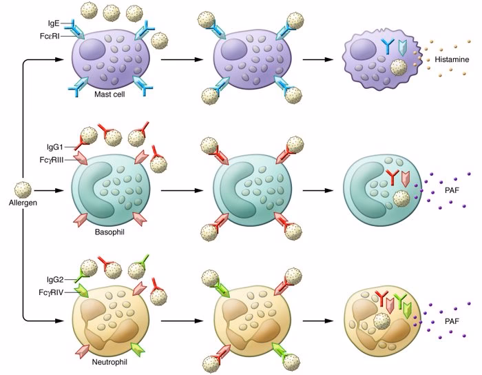 Can neutrophil heterogeneity be studied in autoimmune and allergic diseases?