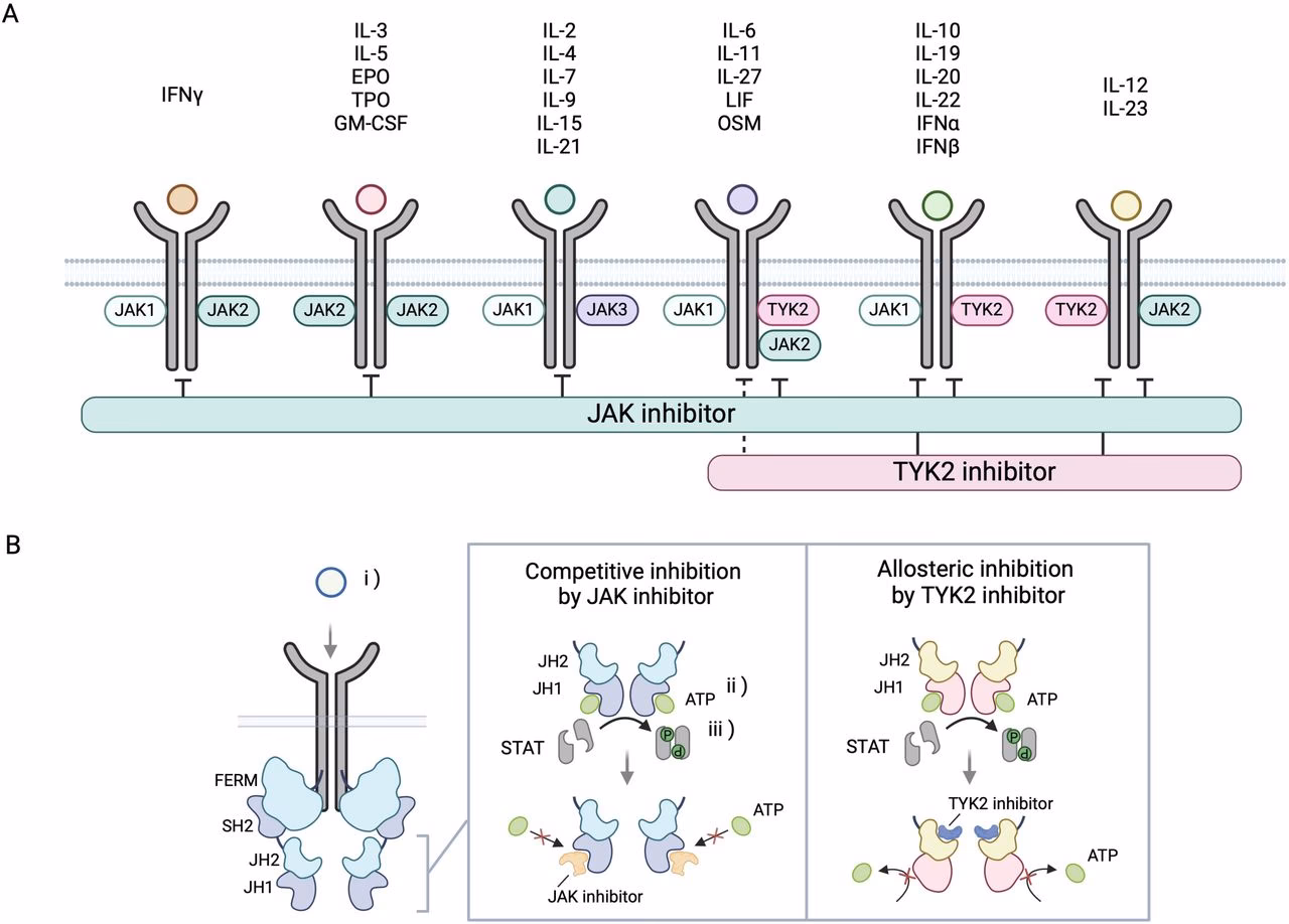 Can Tyk2 enzymatic activity be inhibited through small molecules?