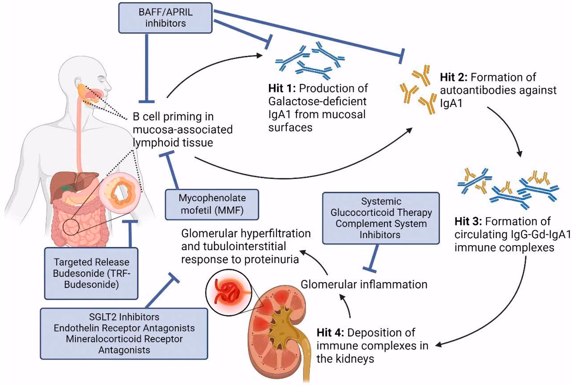 Is IgA nephropathy endorsed by the publisher?