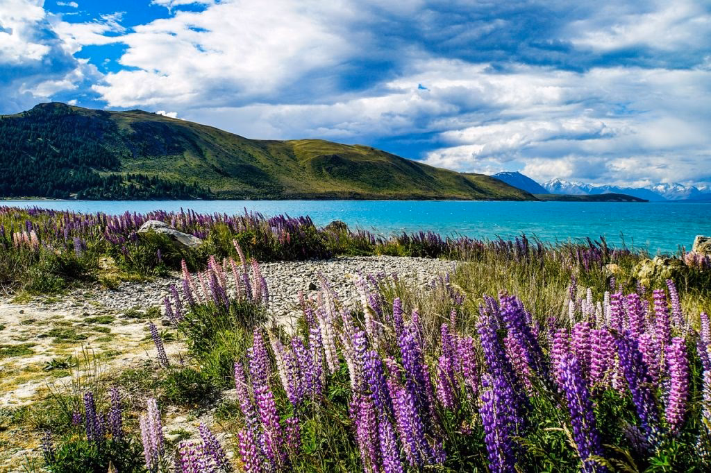 What is medical jobs NZ?