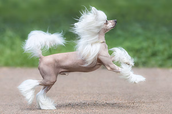 Is a hypoallergenic or non-shedding dog right for You?