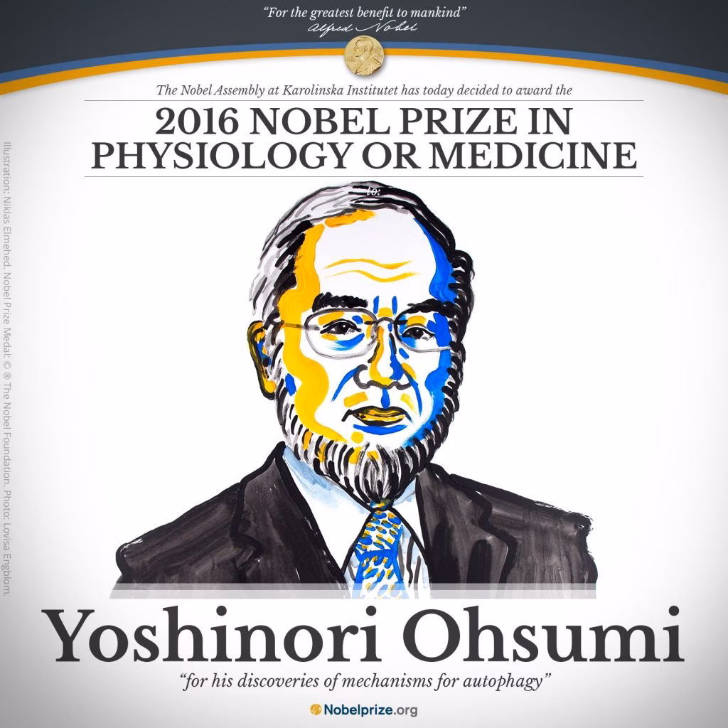 Why did Yoshinori Ohsumi win the 2016 Nobel Prize?