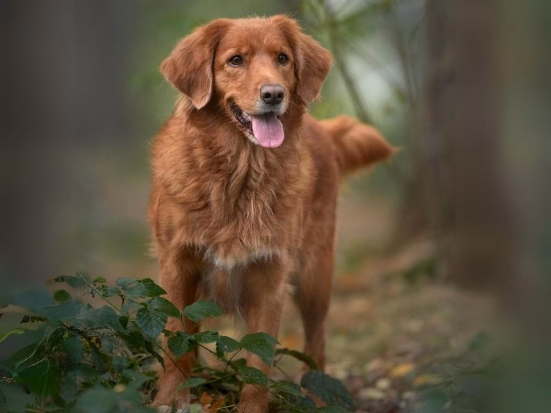 Do Nova Scotia Duck Tolling Retrievers have allergies?
