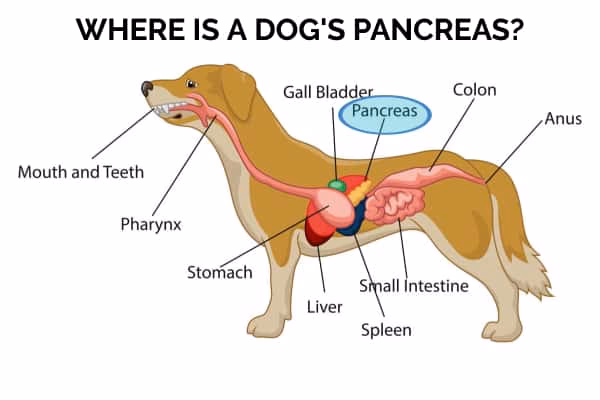 Does corticosteroid treatment affect symptomatic Canine pancreatitis?