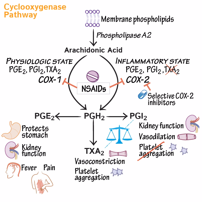 Can ibuprofen and PCM treat gastric toxicity?