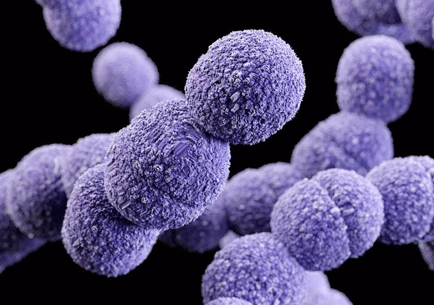 O que é Streptococcus agalactiae?