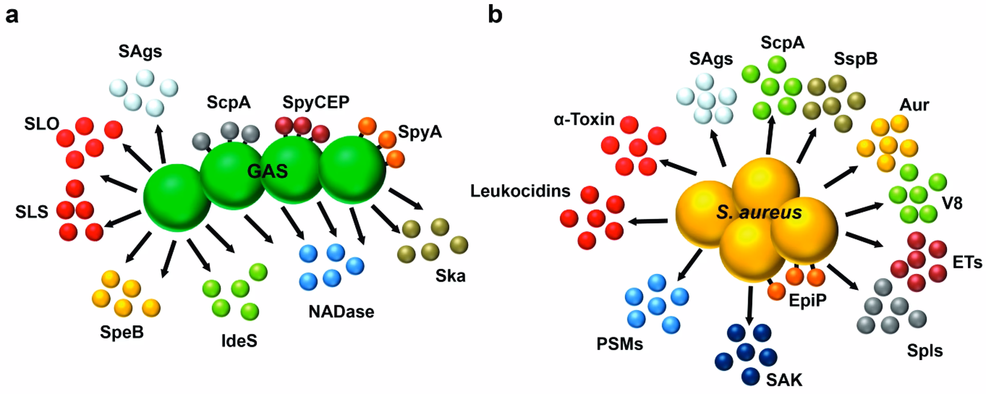 Quais são As exotoxinas produzidas pelos Streptococcus lisogênicos?