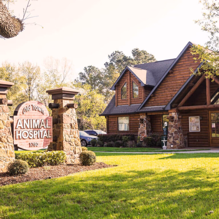 Who are the veterinarians at Olds animal hospital?