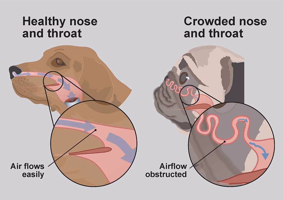 What is brachycephalic obstructive airway syndrome (Boas) surgery?