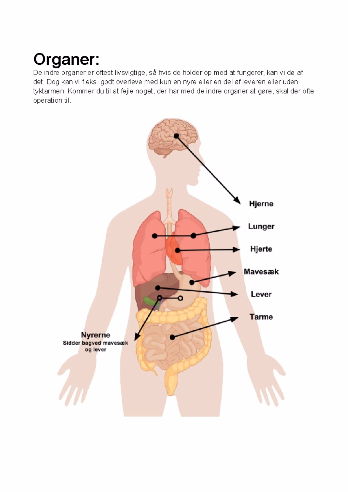 Er de indre organer genstand for nysgerrighed?