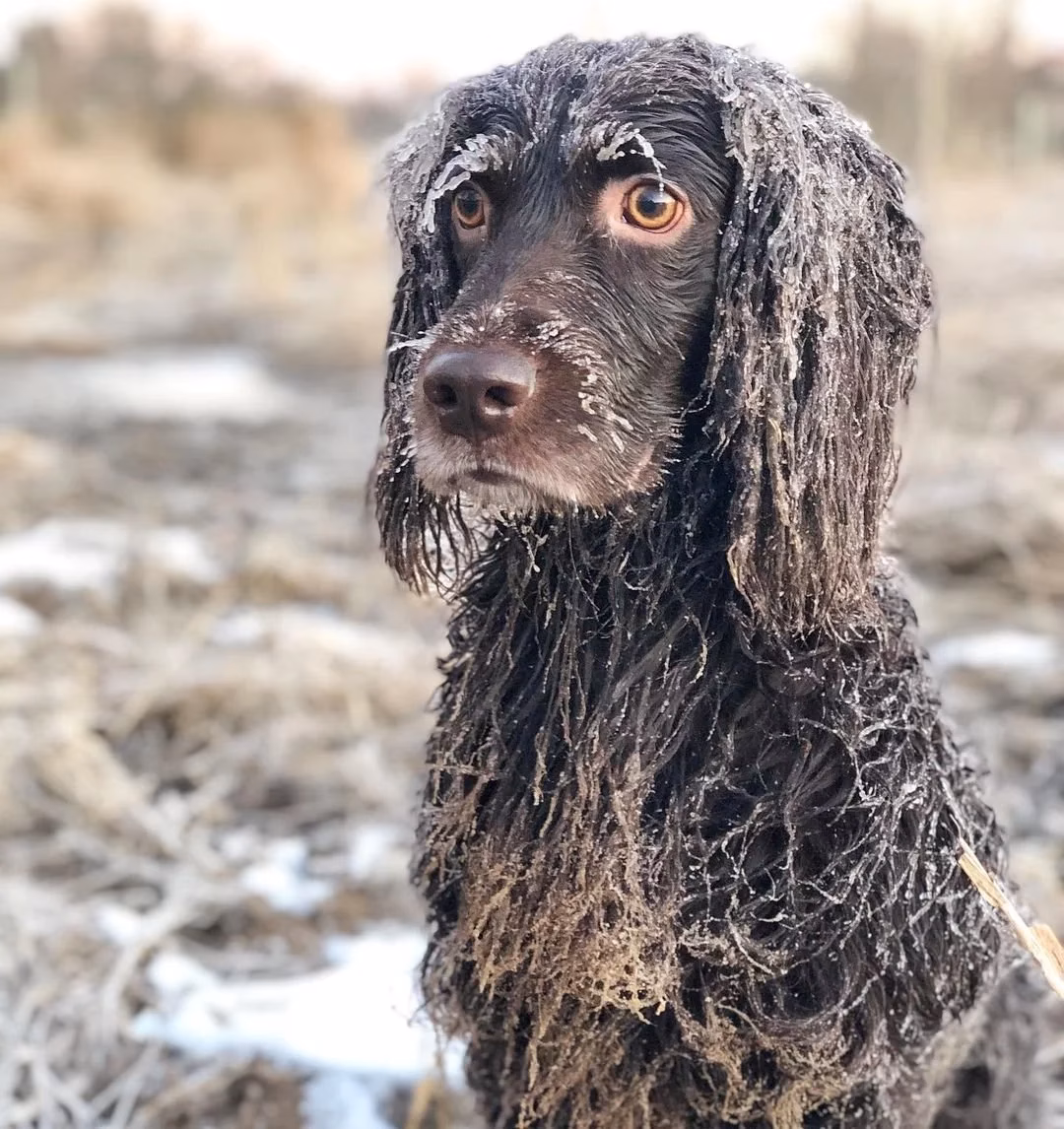 What was Operation Swamp?