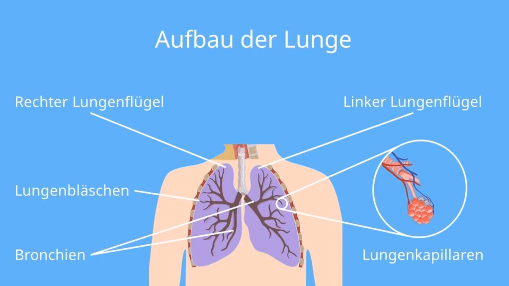 Was ist eine Operation an der Lunge?