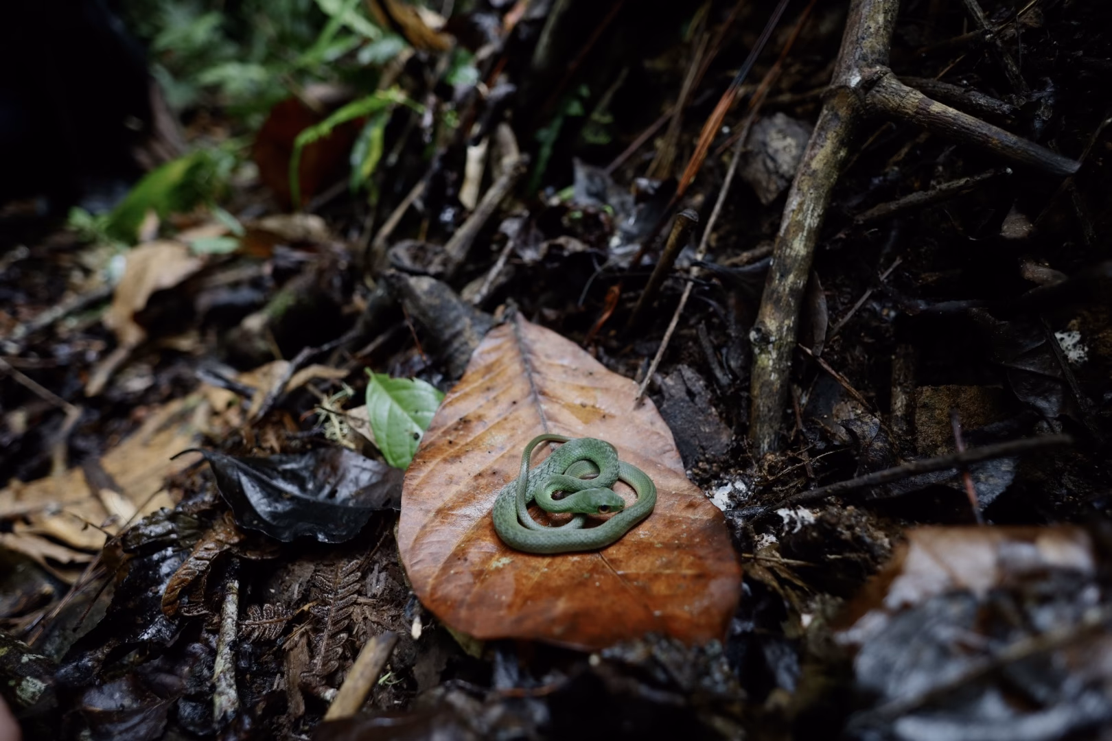 What is Operation Wallacea?