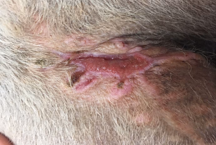 What are the risk factors for intestinal dehiscence after resection & anastomosis in dogs?