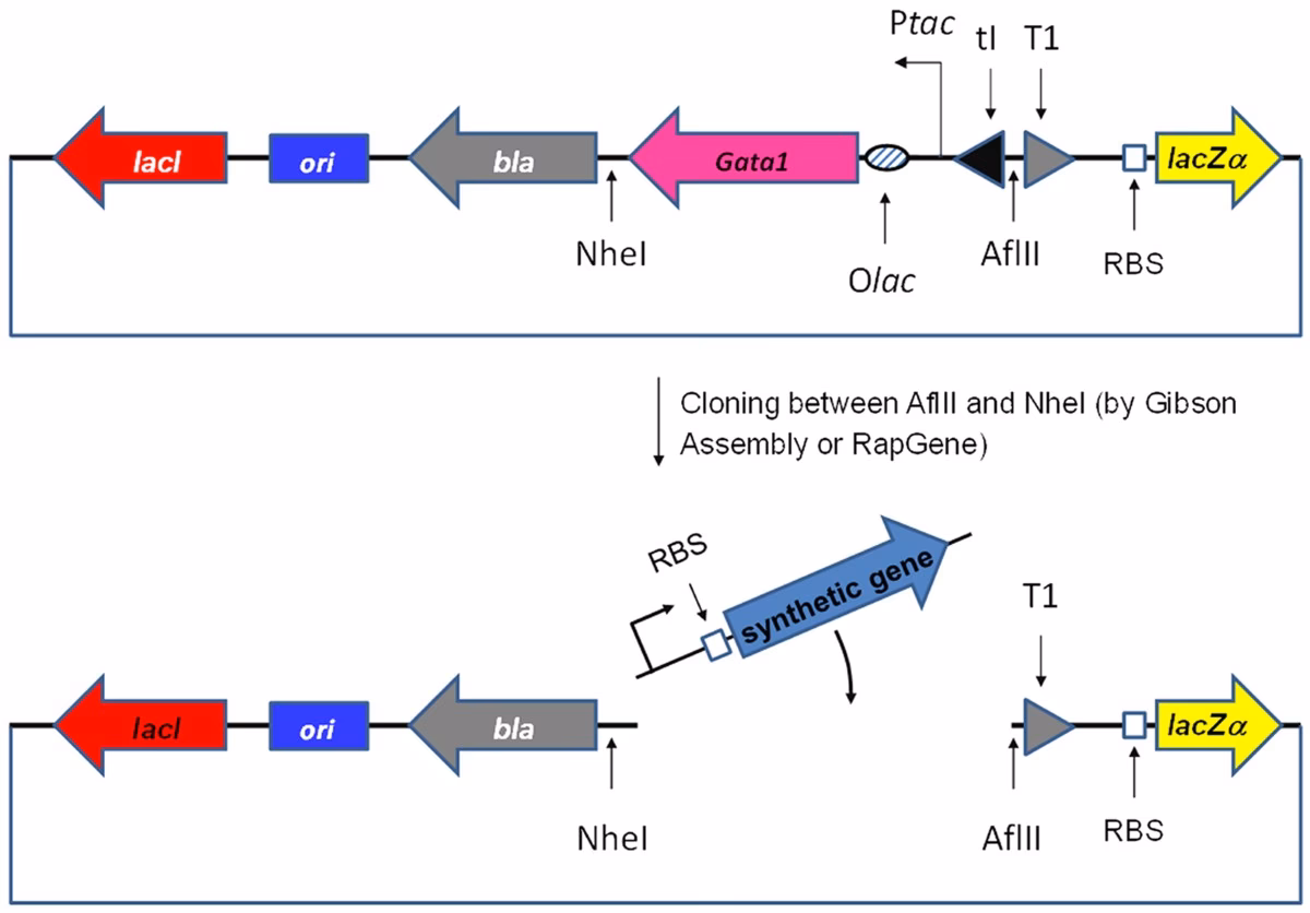 What is control of an operon?