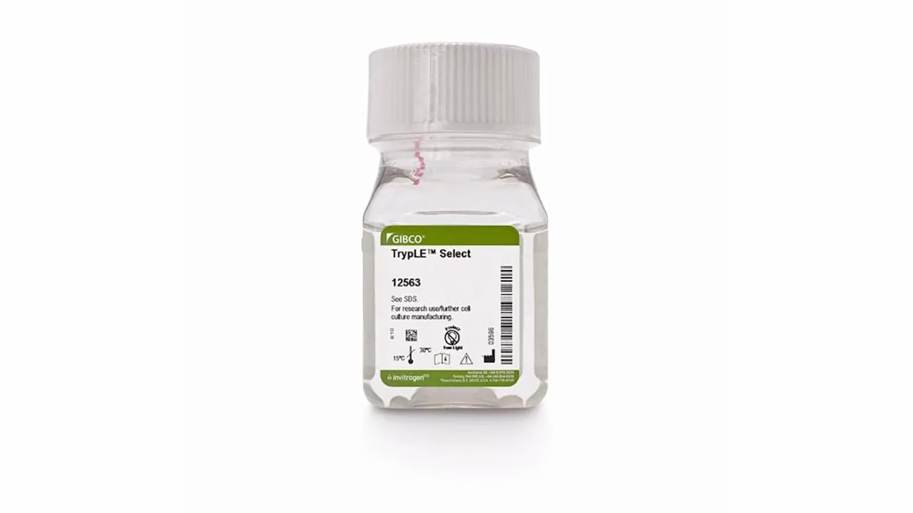 How long can tryple enzymes be kept at room temperature?
