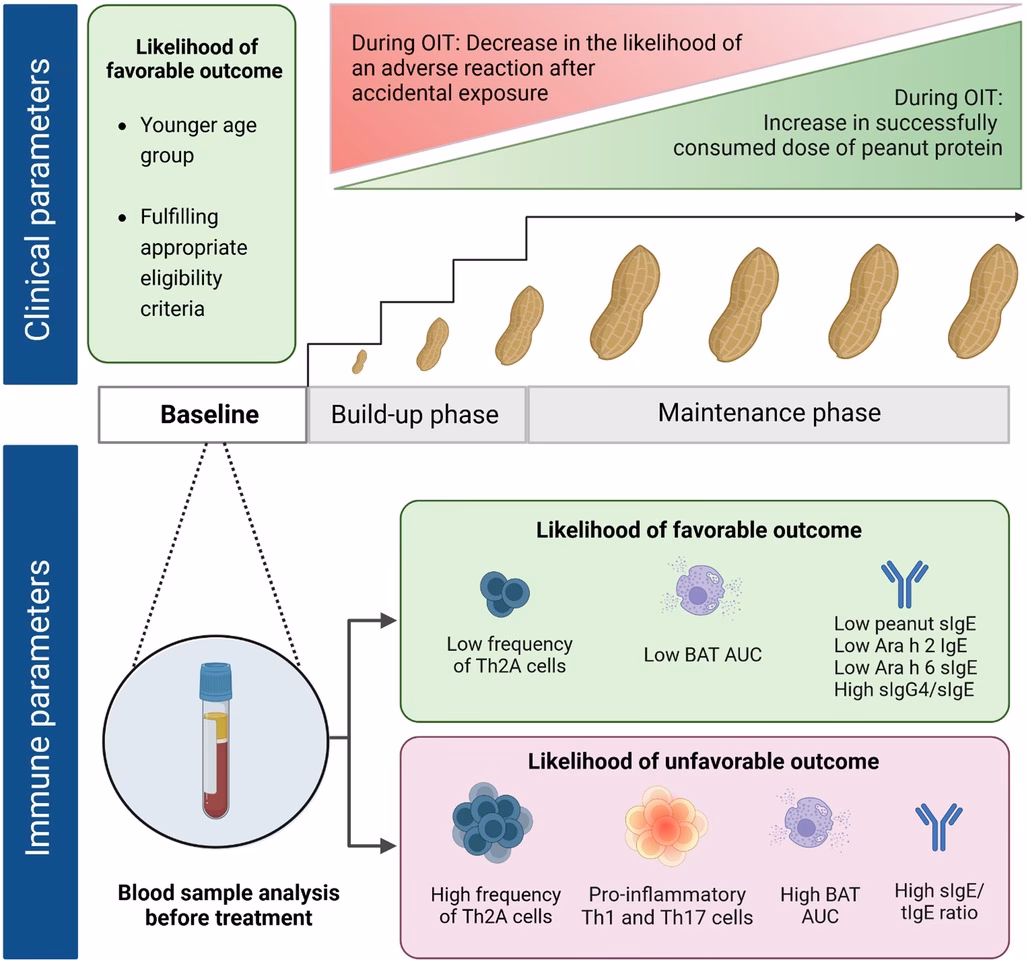 Are peanut allergy treatments safe?